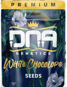 White Chocolope (DNA Genetics) Marijuana Seeds | On Sale! 2