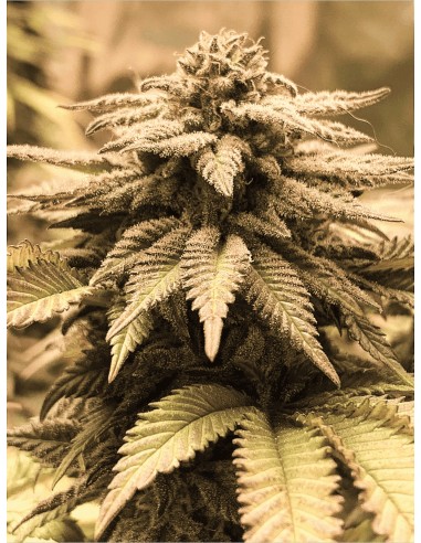 White Chocolope (DNA Genetics) Marijuana Seeds | On Sale!