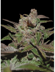 Purple Wreck Auto (DNA Genetics) Marijuana Seeds | On Sale!