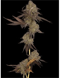 DNA Cake Auto (DNA Genetics) Marijuana Seeds | Up To 30% Off