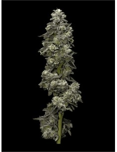 Baker's Delight Auto (DNA Genetics) Marijuana Seeds