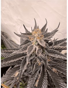 GMO Kosher (DNA Genetics) Marijuana Seeds | Up To 30% Off