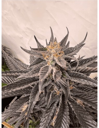 GMO Kosher (DNA Genetics) Semi di Cannabis | In Vendita!