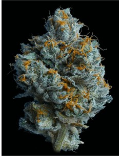 Zallah Bread (DNA Genetics)