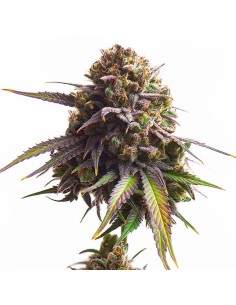 Biscotti (Royal Queen Seeds) 2