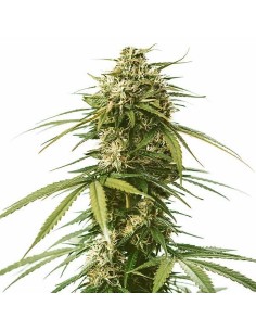 Gushers (Royal Queen Seeds) 2