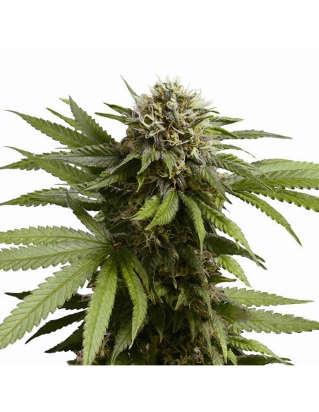 Apple Fritter Auto (Royal Queen Seeds)