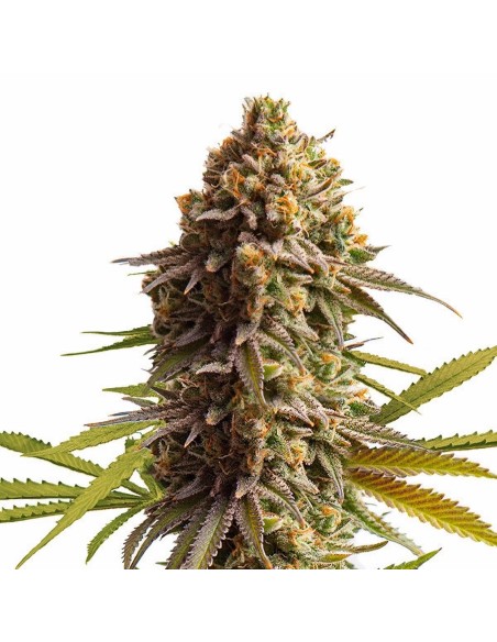 ✓ AUTO AMNESIA CBD PURE (Humboldt Seeds) Semilla Feminizada Marihuana