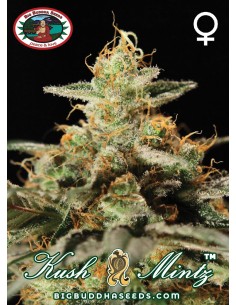 Kush Mintz (Big Buddha Seeds) Feminized Seeds | On Sale!