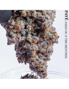 Blue Pavé (Compound Genetics)