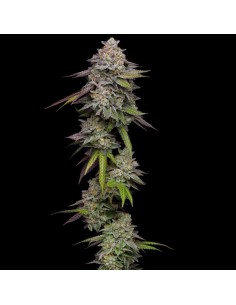 Double Stack (Compound Genetics)