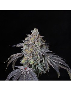 Facade (Compound Genetics)