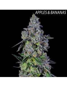 Gold Dropz (Compound Genetics)