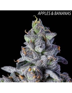 Gold Dropz (Compound Genetics) 2