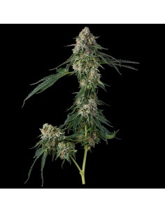 Honeycomb Pavé (Compound Genetics) 2