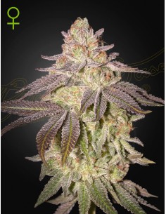 Black Toffee Auto (Greenhouse Seeds) Autoflower Strain!