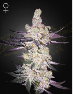 Razuberi (Greenhouse Seeds) Experience Pure Bliss of Growing