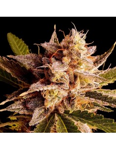 Banana Double Mac by Holy Smoke Seeds 🍌 Banana & Mango