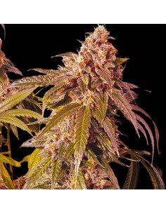 Banana Double Mac by Holy Smoke Seeds 🍌 Banana & Mango 2