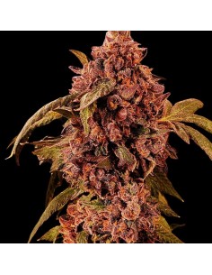 DnB by Holy Smoke Seeds: Orange Caramel Flavour