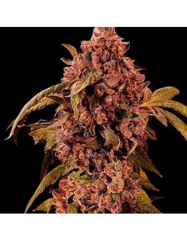 DnB by Holy Smoke Seeds: Caramel Orange Flavour