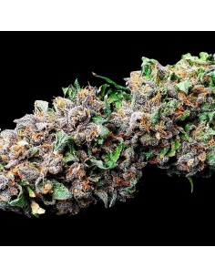 DnB by Holy Smoke Seeds: Orange Caramel Flavour 2