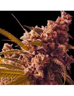 Gold Teeth par Holy Smoke Seeds : Une saveur unique et des rendements élevés