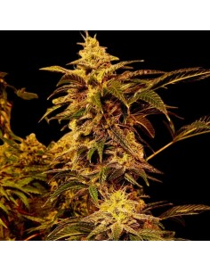 I I Gucci by Holy Smoke Seeds: Potency and Taste