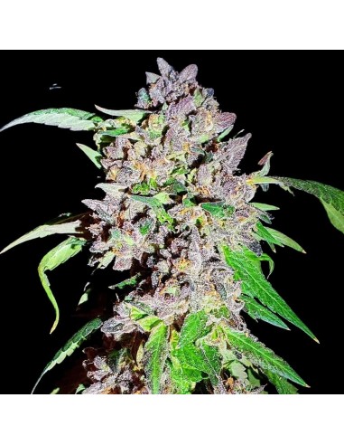 Red Hot Junky di Holy Smoke Seeds: Gusto ed Effetto Incredibili