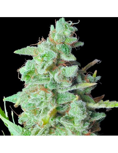 Yoda Junky di Holy Smoke Seeds: scopri il suo sapore unico!