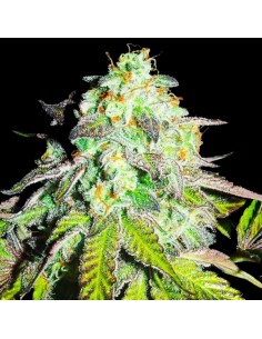 Pink Paletas Feminized of Karma Genetics Seeds 2