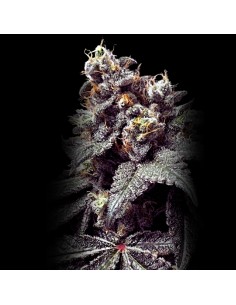 Plum Paradise by Karma Genetics Seeds Award Winning Flavor! 2