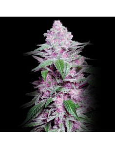 Purple Cookie Kush Feminizada 🍪 Sensi Seeds Investigación