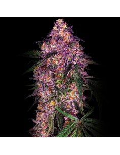 Sensi Purple Kush Feminizada ♀️ de Sensi Seeds
