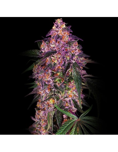 Sensi Purple Kush Femminizzata ♀️ di Sensi Seeds