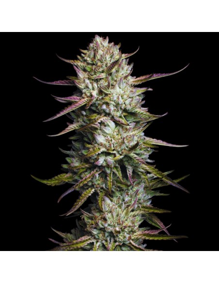 Purple Berry Muffinz (Sensi Seeds) Marijuana Seeds - Oaseeds