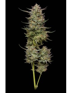 Jelly Donutz (Humboldt Seed Company) Experience Pure Bliss