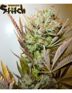 Ace (Flash Seeds) Sativa Dominant Autoflowering Seeds