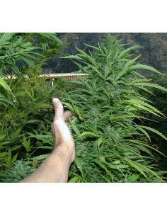 Amazing Cherry (Flash Seeds) Autoflowering Feminized Strain