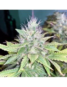 Banana Glukies (Black Farm Genetix) Semi Femminizzati