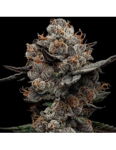 Frosted Acai (Black Farm Genetix) Semi Femminizzati