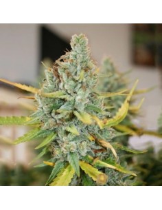 Glueberry (Black Farm Genetix) Semi di Cannabis Femminizzati