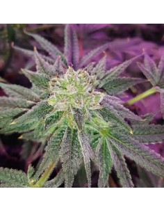 Glukies BX (Black Farm Genetix) Semi Femminizzati - Oaseeds