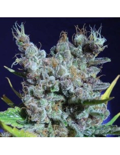 Runz Gummy (Black Farm Genetix) Feminized Seeds | On Sale!
