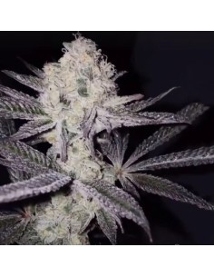 Sinaloa (Black Farm Genetix) Feminized Seeds | Up To 30% Off