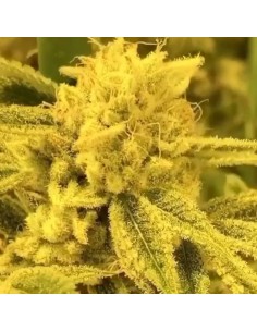 Zkittles Divorce (Black Farm Genetix) Feminized Seeds