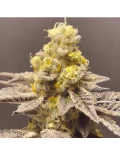 Venice Kush Cake (Black Farm Genetix) Feminized Seeds
