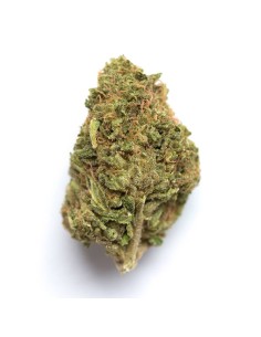 Blue Zushi (Growers Choice) - High THC and Exquisite