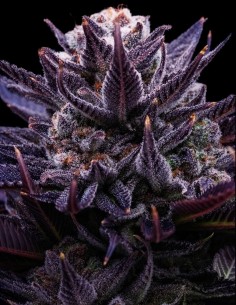 Imperium X (Anesia Seeds) Feminized | Up To 11% OFF