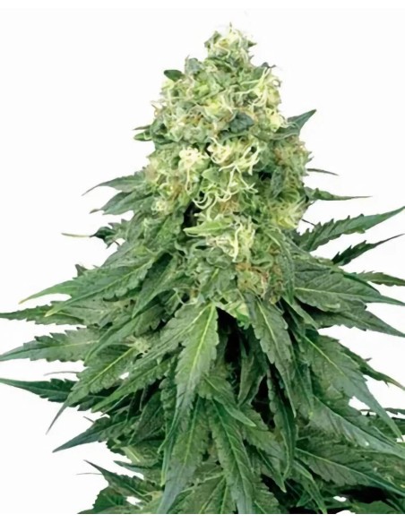 Cinderella 99 Auto (Growers Choice)